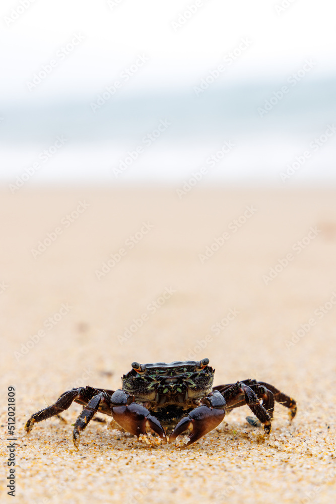 A black crab on a sandy beach with ocean waves in the background