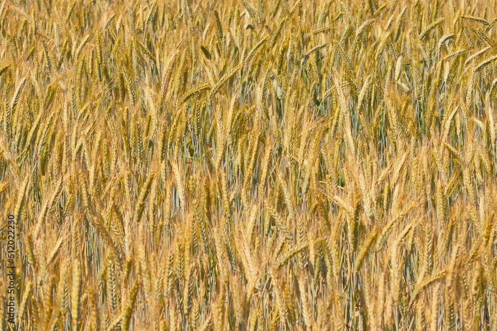 Getreide Getreideernte Essen Lebensmittel Versorgung mit Lebensmittel biologisch nachhaltig sauber sonne sommer landwirtschaft Getreide Getreideernte Essen Lebensmittel Versorgung mit Lebensmittel biologisch nachhaltig sauber sonne sommer landwirtschaft