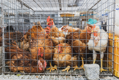 A steel wire cage full of chickens and hens in a market photo