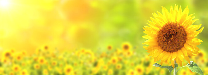 Sunflower on blurred sunny nature background. Horizontal agriculture summer banner with sunflowers field