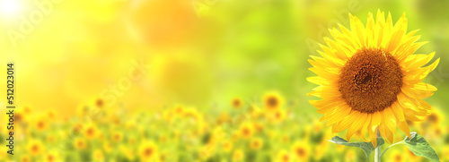 Fotografie, Obraz Sunflower on blurred sunny nature background