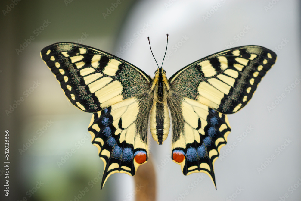 Fototapeta premium Schwalbenschwanz (papilio machaon) breitet seine Flügel aus.