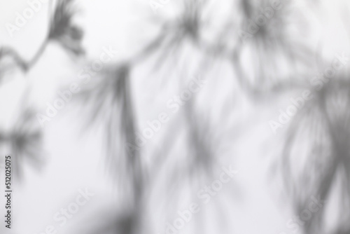 Fototapeta Naklejka Na Ścianę i Meble -  Blurred overlay effect for photo. Gray shadows of fir tree branches on a white wall. Abstract neutral nature concept background for design presentation. Shadows for natural light effects