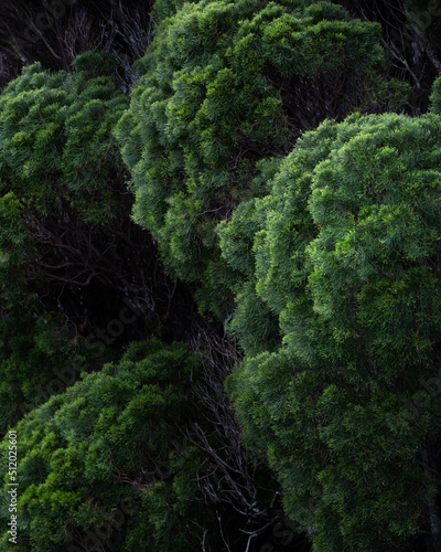 Photo of the green bush