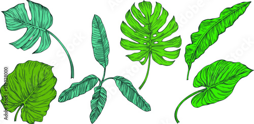 Leaves isolated on white. Tropical leaves. Hand drawn vector illustration