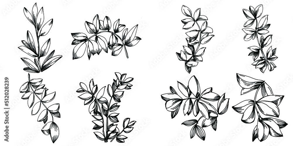 Thyme vector isolated plant with leaves. Herbal engraved style illustration. Detailed organic product sketch.The best for design logo, menu, label, icon, stamp.