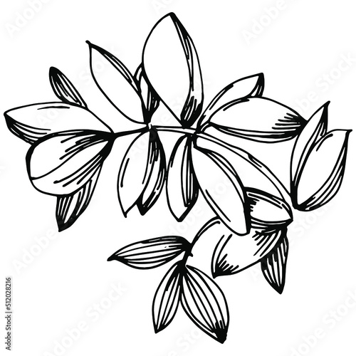 Fototapeta Naklejka Na Ścianę i Meble -  Thyme vector isolated plant with leaves. Herbal engraved style illustration. Detailed organic product sketch.The best for design logo, menu, label, icon, stamp.