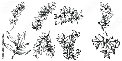 Thyme vector isolated plant with leaves. Herbal engraved style illustration. Detailed organic product sketch.The best for design logo  menu  label  icon  stamp.