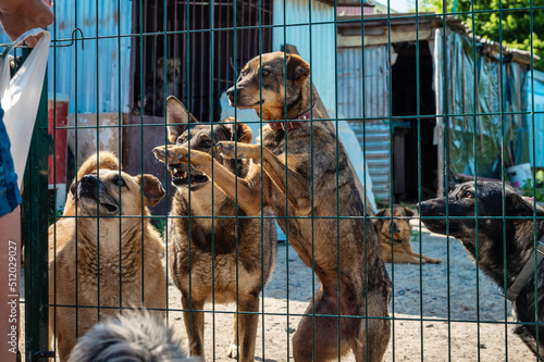 Sticker Group of dogs in animal shelter