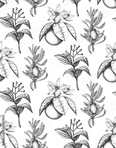 Wallpaper with botanical drawings. Herbs in vector