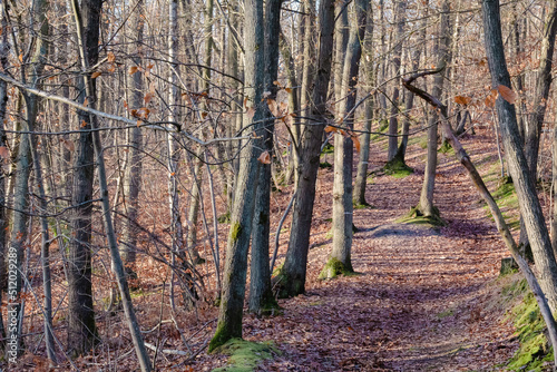 Fototapeta Naklejka Na Ścianę i Meble -  autumn in the woods