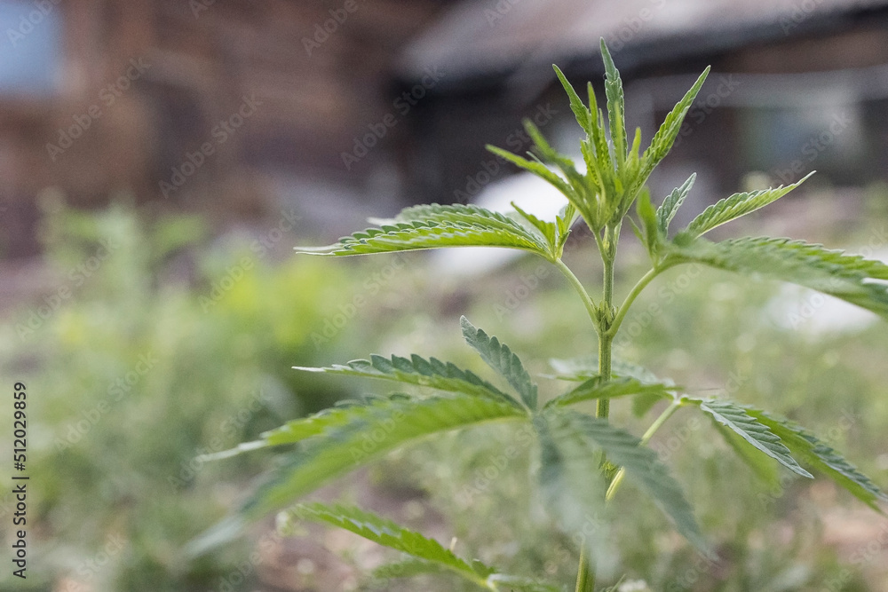 Young cannabis hemp plant growing in sunshine