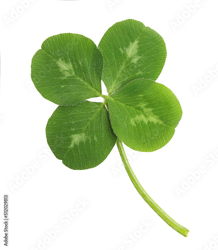 Print op canvas Green four-leaf clover leaf isolated on white background.