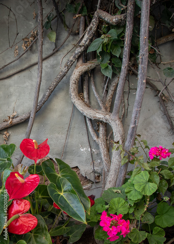 Plant and flower thickets against a gray wall photo