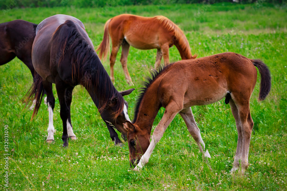 Horses on the field. Pasture. Bay horse. Horses on the field. Pasture. Bay horse.