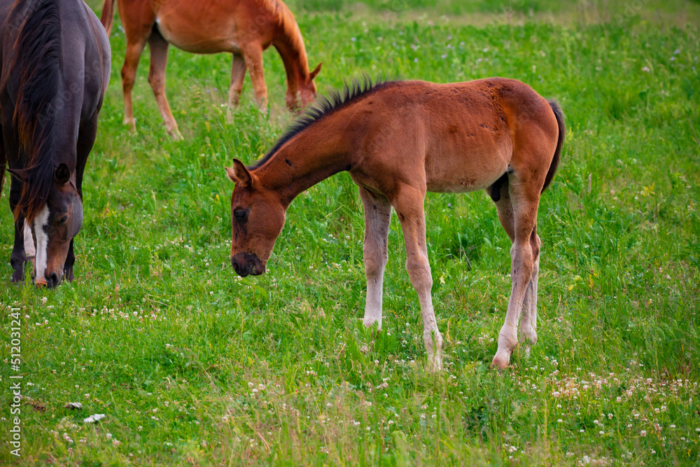 Fototapeta premium Horses on the field. Pasture. Bay horse.