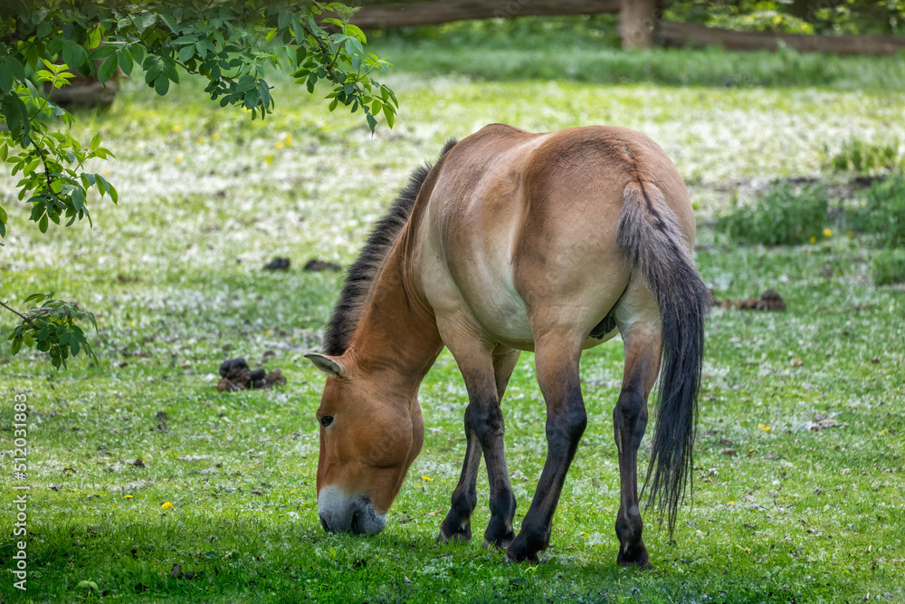 Fototapeta premium Przewalski horse (Equus caballus przewalskii) grazing in the meadow.