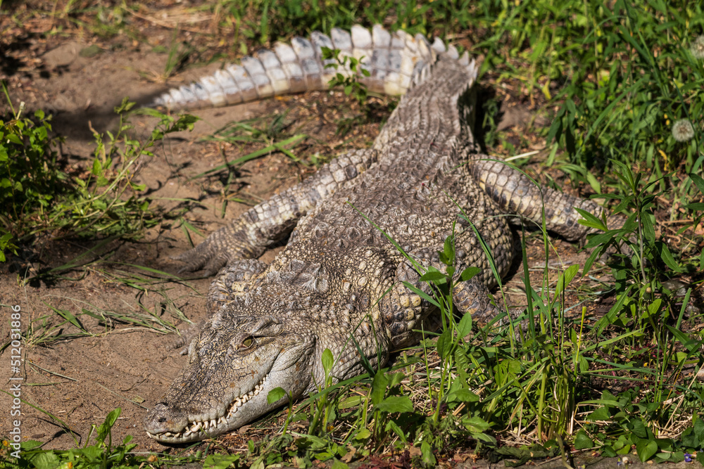 Obraz premium The Siamese Freshwater Crocodile