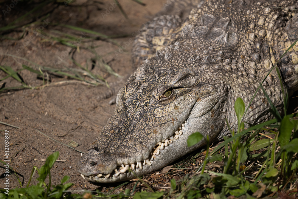 Fototapeta premium The Siamese Freshwater Crocodile Head