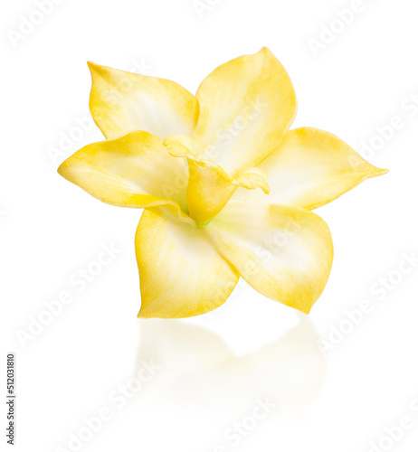 Yellow vanilla orchid flower isolated on white background