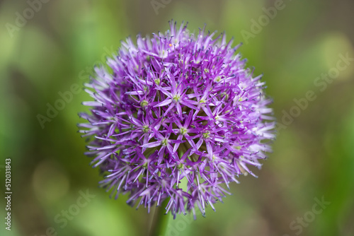 Blooming Flower of Persian Shallot