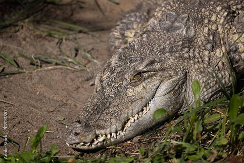 Leinwand Poster The Siamese Freshwater Crocodile Head