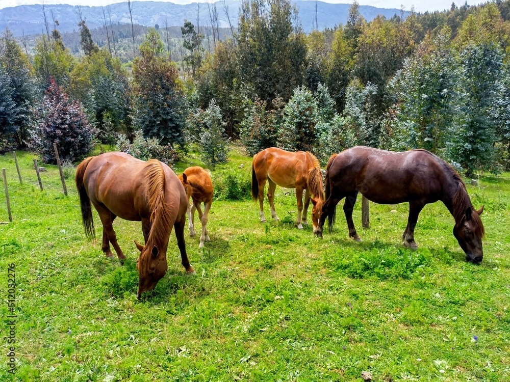 horses in the meadow horses in the meadow