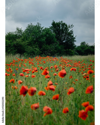 field of poppies