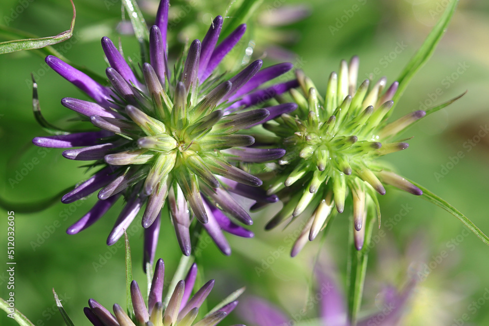Nahaufnahme einer Blüte der seltenen Naturheilpflanze Teufelskralle - mit Textfreiraum Nahaufnahme einer Blüte der seltenen Naturheilpflanze Teufelskralle - mit Textfreiraum