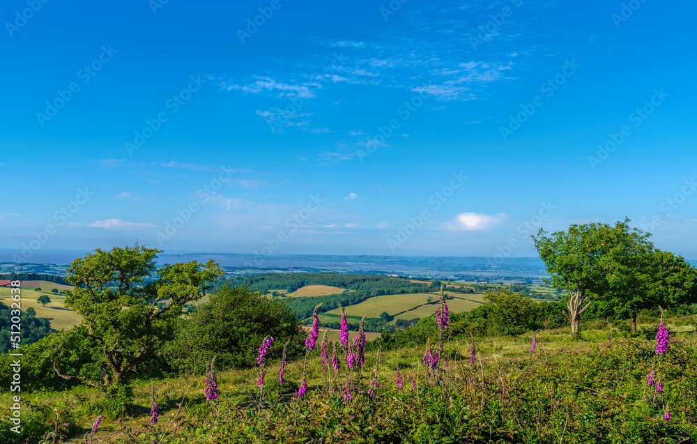 Beautiful countryside view Somerset with pink foxglove flowers from The Quantocks towards Weston-super-mare uk