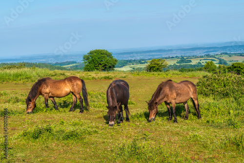 Wild exmoor ponies grazing in English countryside rural scene England uk Quantock Hills Somerset