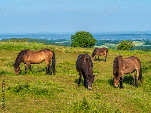 Group of wild ponies grazing in English countryside rural scene England uk Quantock Hills Somerset