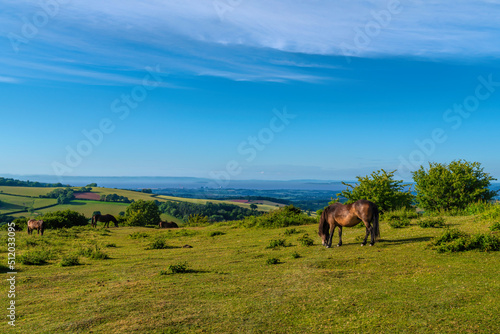Quantock Hills Somerset pony grazing view to Hinkley Point Nuclear Power Station in sunshine in Uk countryside
