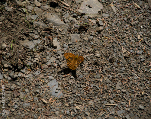 Argynnis paphia butterfly on the ground