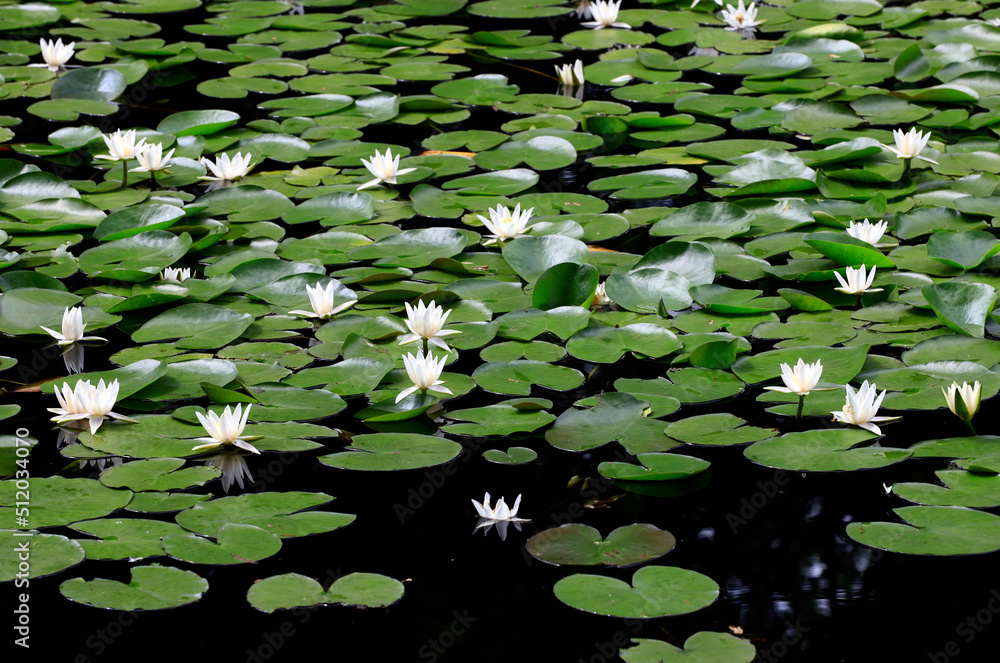 Water lilies floating in pond