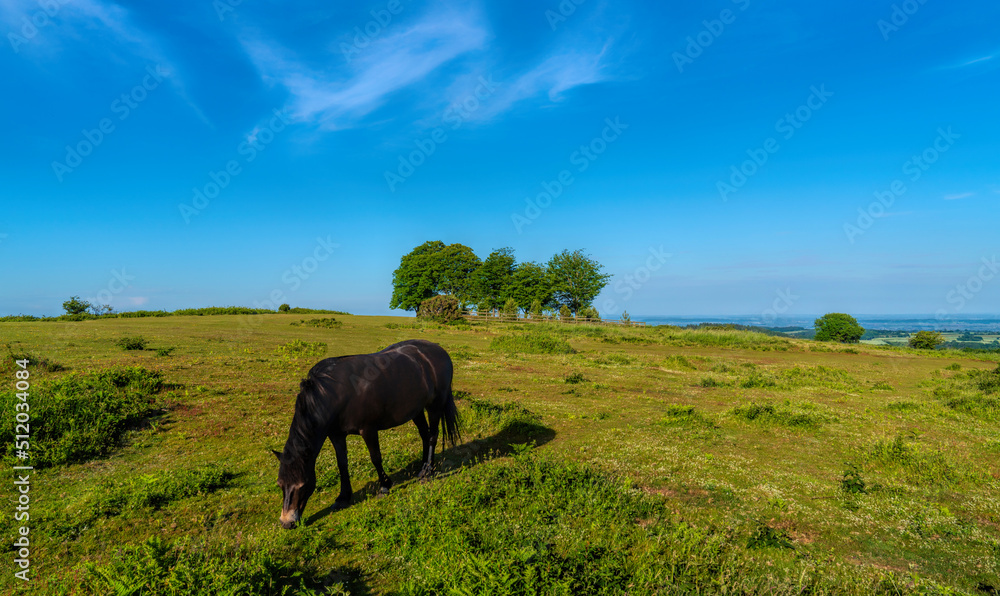 Wild pony Cothelstone Hill and Seven Sisters Trees Quantock Hills Somerset England UK Wild pony Cothelstone Hill and Seven Sisters Trees Quantock Hills Somerset England UK