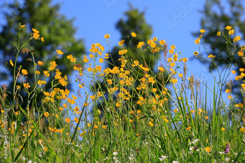 Buttercups blooming in springtime meadow photo