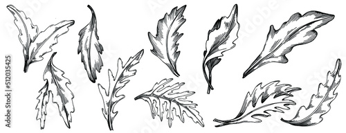 Arugula vector isolated plant with leaves. Herbal engraved style illustration. Detailed organic product sketch.The best for design logo, menu, label, icon, stamp.