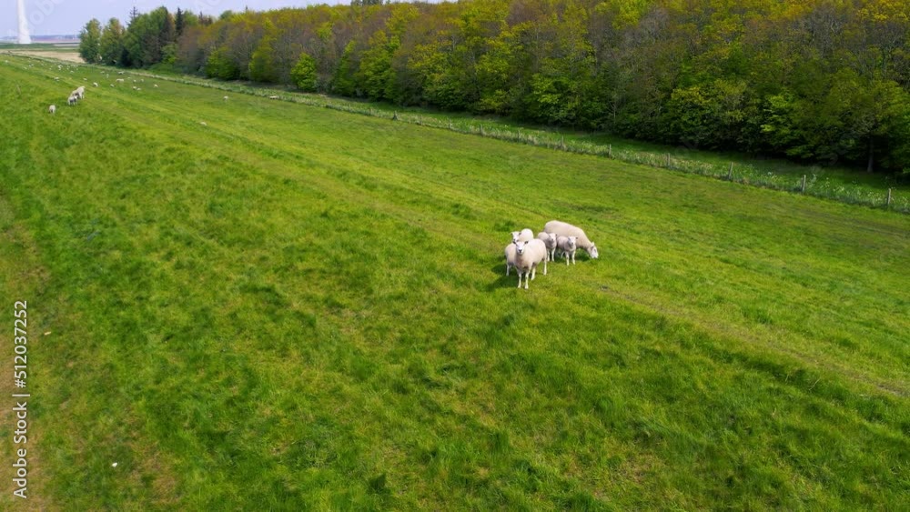 Sheep grazing on a green farmland by the sea, aerial view. Seaside scenery with wind turbines. Well-fed, well-groomed happy sheep on the green grassland. Sheep grazing on a green farmland by the sea, aerial view. Seaside scenery with wind turbines. Well-fed, well-groomed happy sheep on the green grassland.