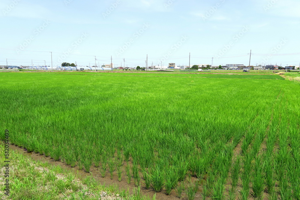 初夏の風に吹かれる郊外の青田風景