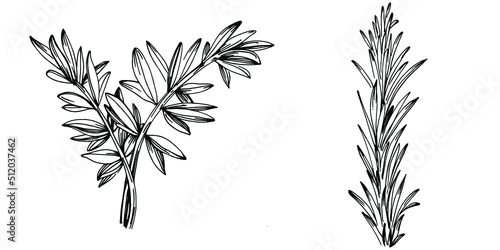 Rosemary branches and leaves isolated Vector hand drawn Sketch. Food illustration. Vintage style. The best for design logo  menu  label  icon  stamp.