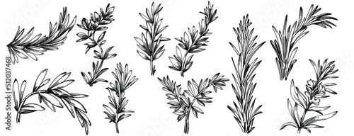 Rosemary branches and leaves isolated Vector hand drawn Sketch. Food illustration. Vintage style. The best for design logo, menu, label, icon, stamp.