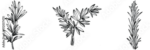 Rosemary branches and leaves isolated Vector hand drawn Sketch. Food illustration. Vintage style. The best for design logo, menu, label, icon, stamp.