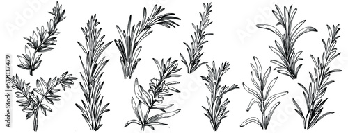 Rosemary branches and leaves isolated Vector hand drawn Sketch. Food illustration. Vintage style. The best for design logo, menu, label, icon, stamp.