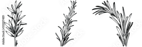 Rosemary branches and leaves isolated Vector hand drawn Sketch. Food illustration. Vintage style. The best for design logo, menu, label, icon, stamp.