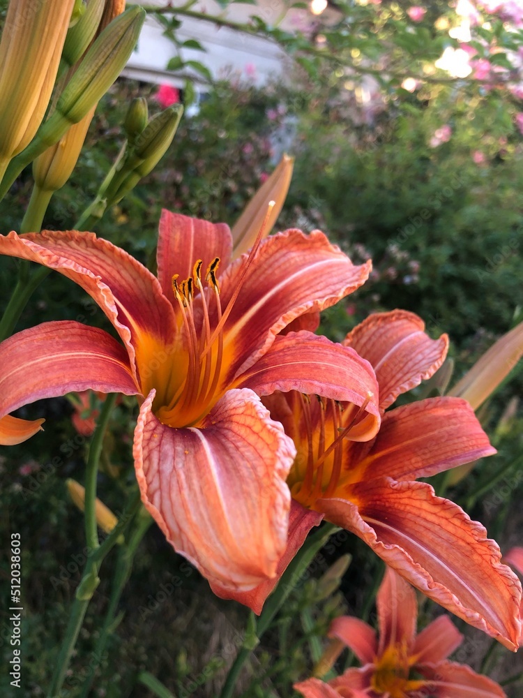 Fototapeta premium Photos of luxurious lines are perfect for your design, landing, banner, or flyer. Elegant flowers