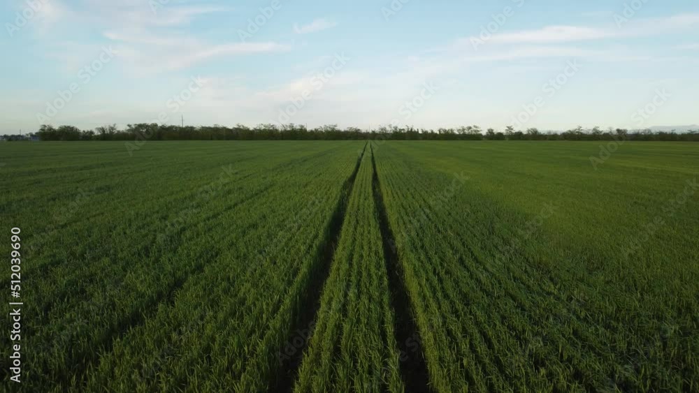 Aerial view on green wheat field in countryside. Field of wheat blowing in the wind on sunset. Young and green Spikelets. Ears of barley crop in nature. Agronomy, industry and food production. Aerial view on green wheat field in countryside. Field of wheat blowing in the wind on sunset. Young and green Spikelets. Ears of barley crop in nature. Agronomy, industry and food production.