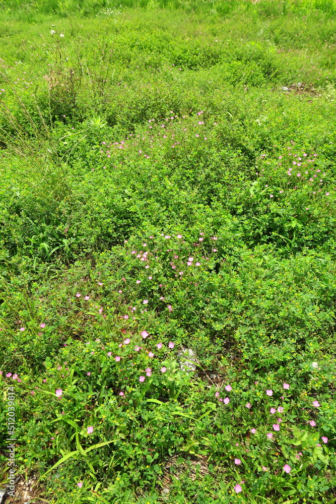 アカバナユウゲショウとウマゴヤシ咲く初夏の野原風景