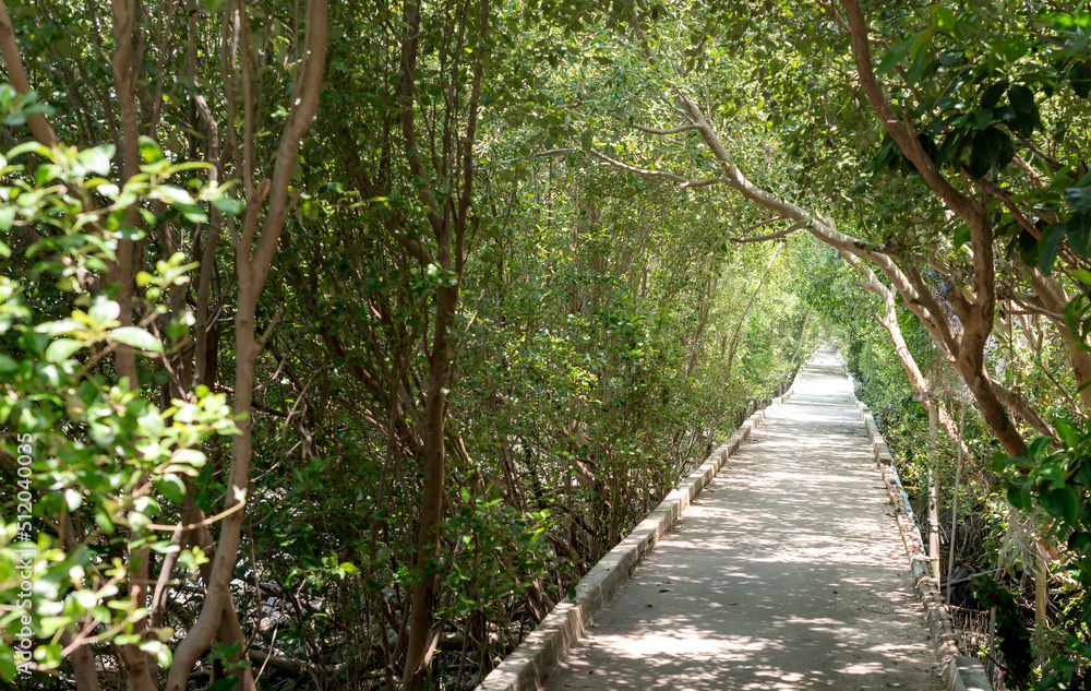 The Wooden walkway in green mangrove forest blue sky background sunny day. Mangroves, Samut Sakorn Thailand. The Wooden walkway in green mangrove forest blue sky background sunny day. Mangroves, Samut Sakorn Thailand.
