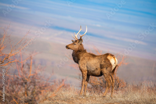 Deer in the mountains in spring looking for food. Herd of wild deer.